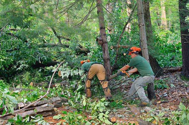 Best Tree Pruning Services  in Santa Clara, CA